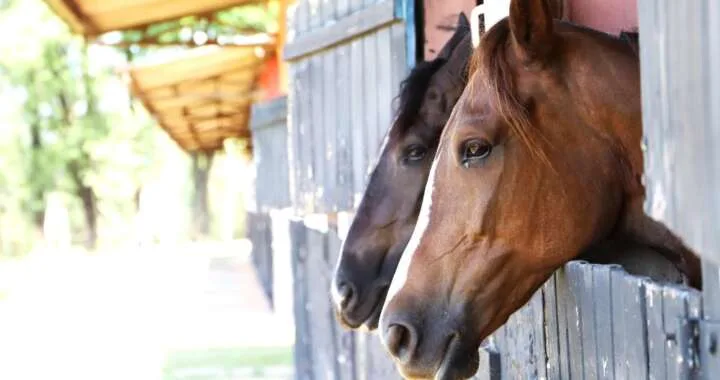 transporte-de-cavalos-equinos