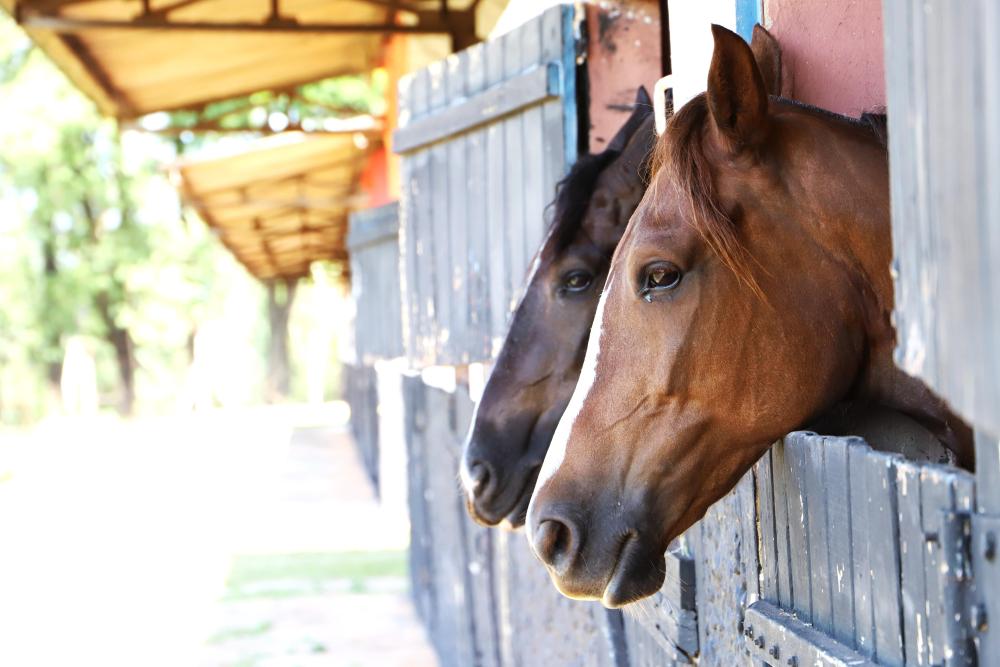 transporte de cavalos equinos